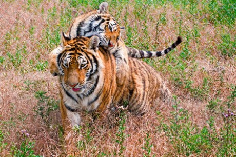 1302024_zvierata-tigre-kostolna-narodeniny-priroda